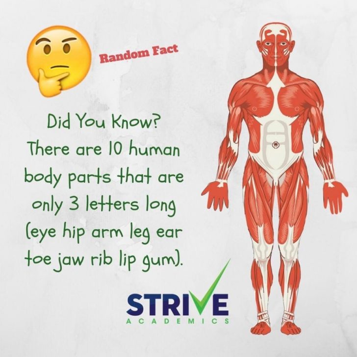 10 parts of the body that has 3 letters