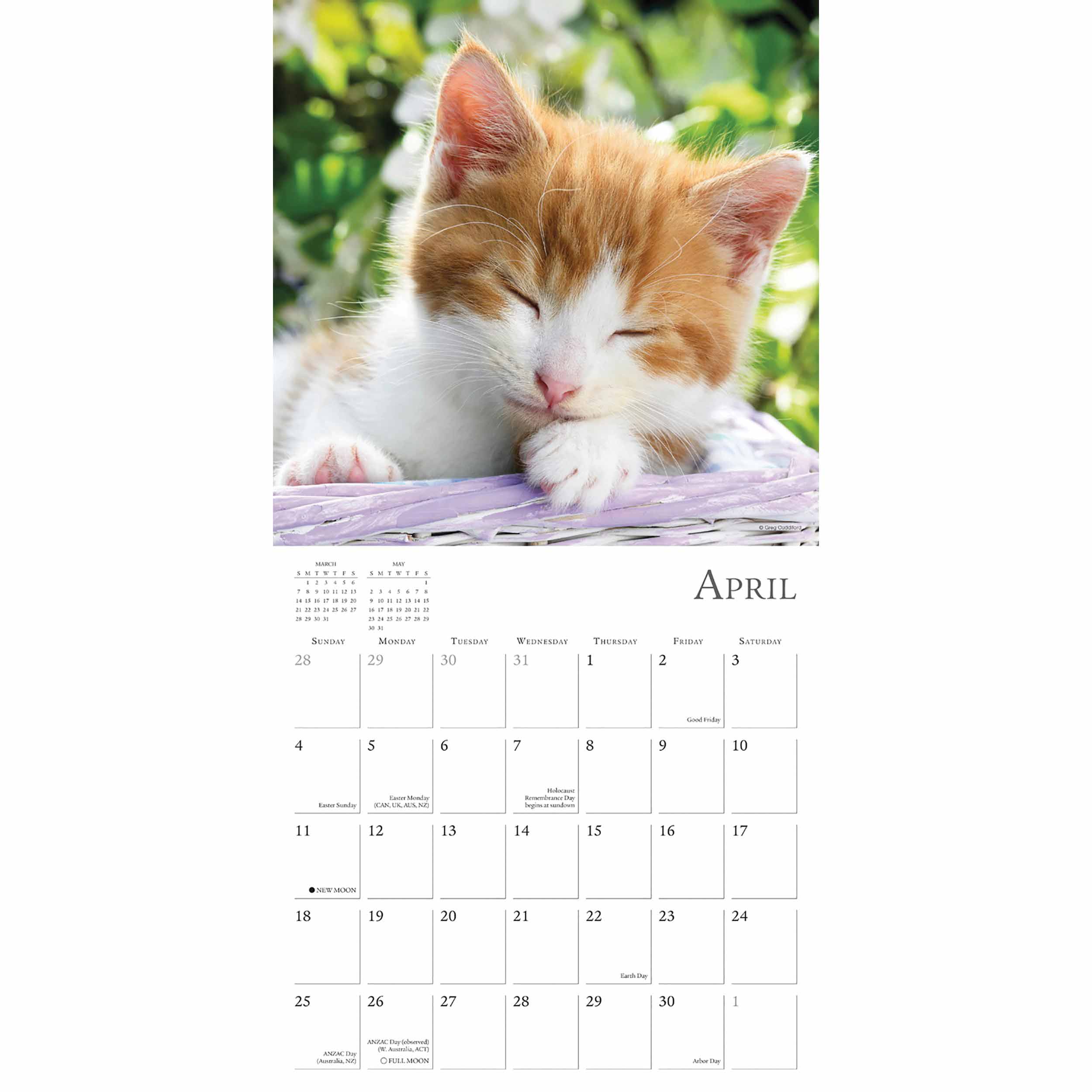 Free Printable Cat Calendar 2021