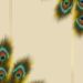 Peacock Invitation Background